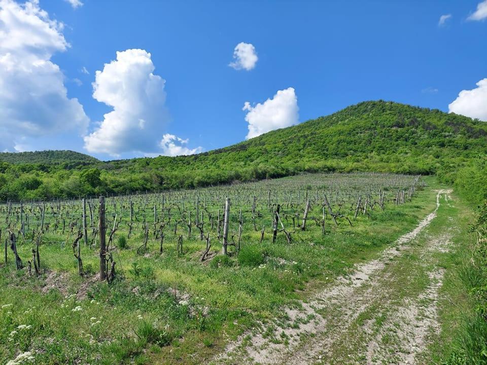 SátoraljaújhelyVia Tokaj Vendeghazアパートメント エクステリア 写真
